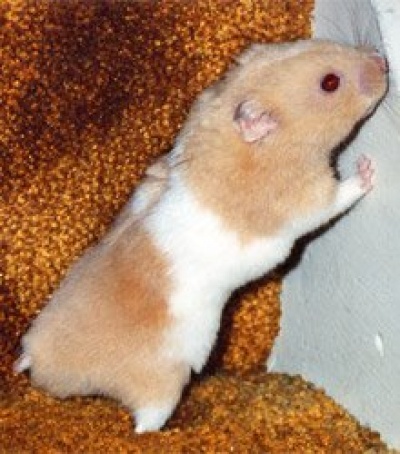 Hamster1 2
