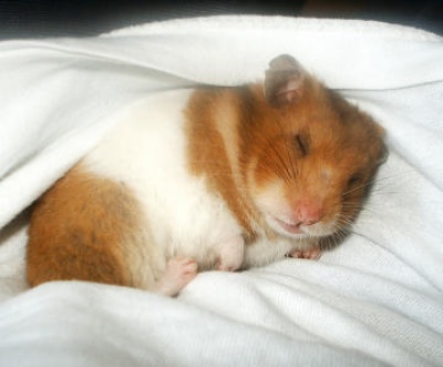 Hamster4jpg